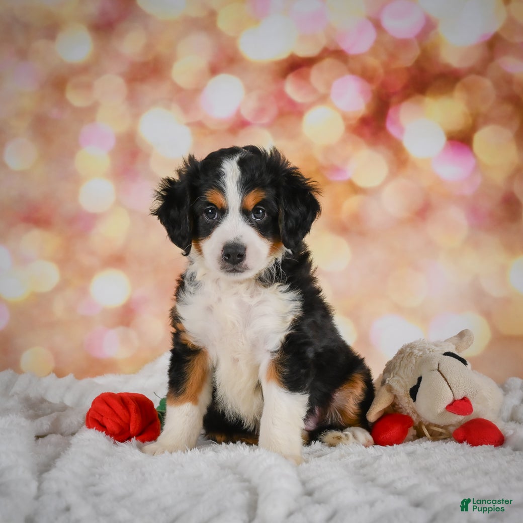 Mini Bernedoodle dogs Mark - Ad 1