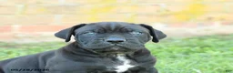 Cane Corso dogs for sale: Dune - Ad 5