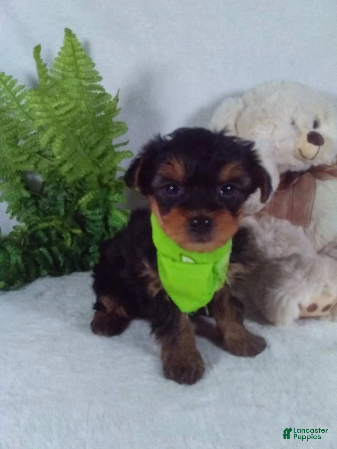 Yorkiepoo dogs for sale: George  - Ad 5