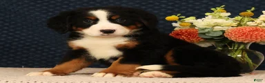 Heidi