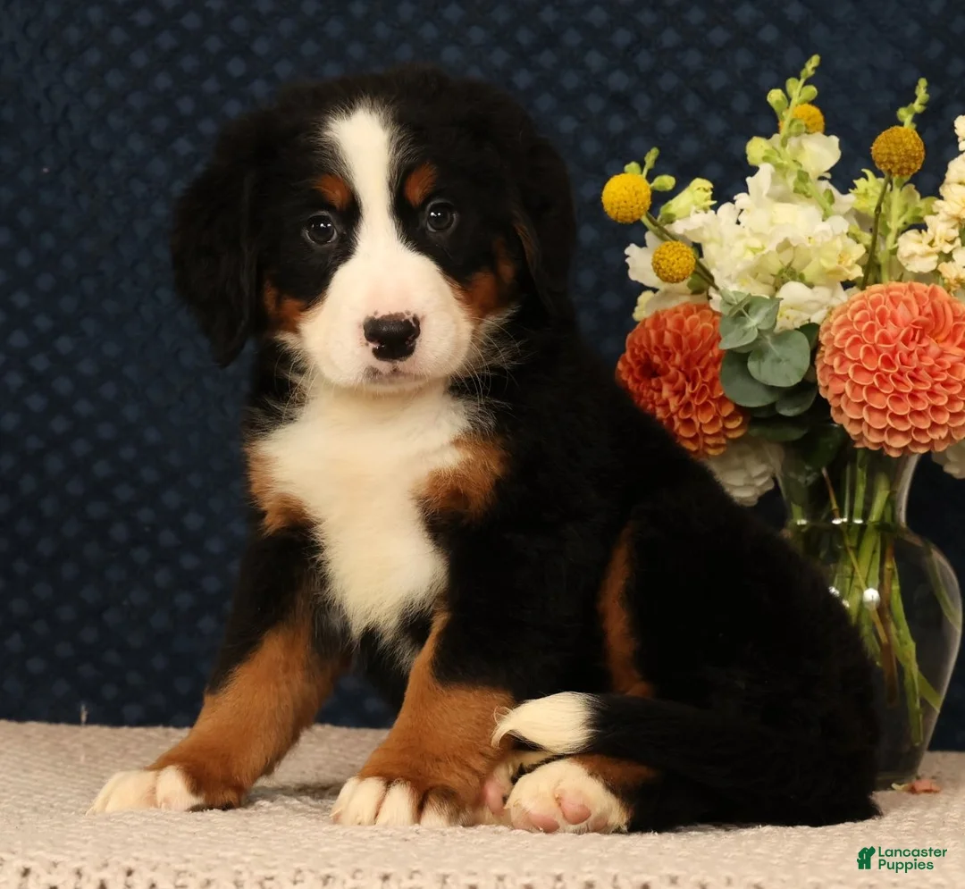 Bernese Mountain Dog dogs for sale: Heidi - Ad 1