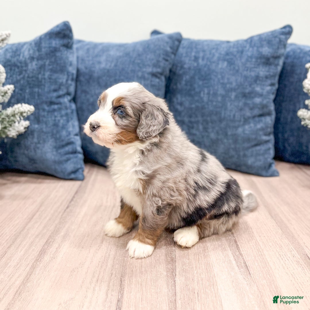 Mini Bernedoodle dogs for sale: Wally - Ad 4