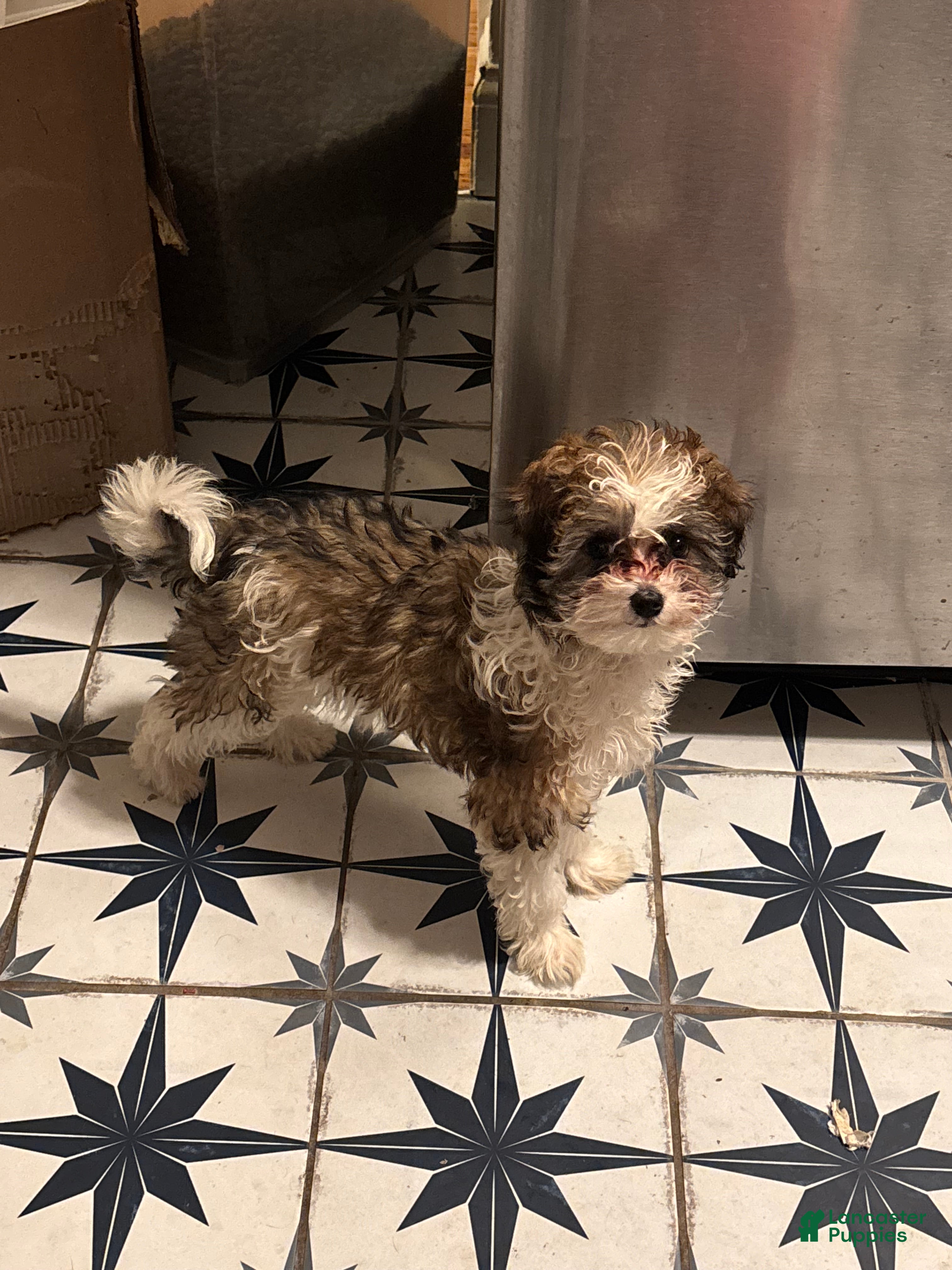 Maltipoo dogs for sale: Millie - Ad 1