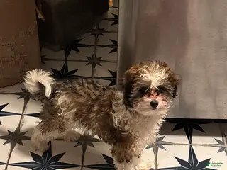 Maltipoo dogs for sale: Millie - Ad 1