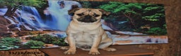Pug dogs for sale: Sparky - Ad 4