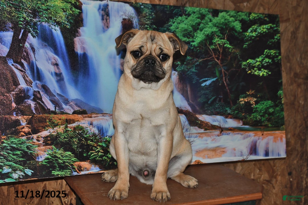 Pug dogs for sale: Sparky - Ad 4
