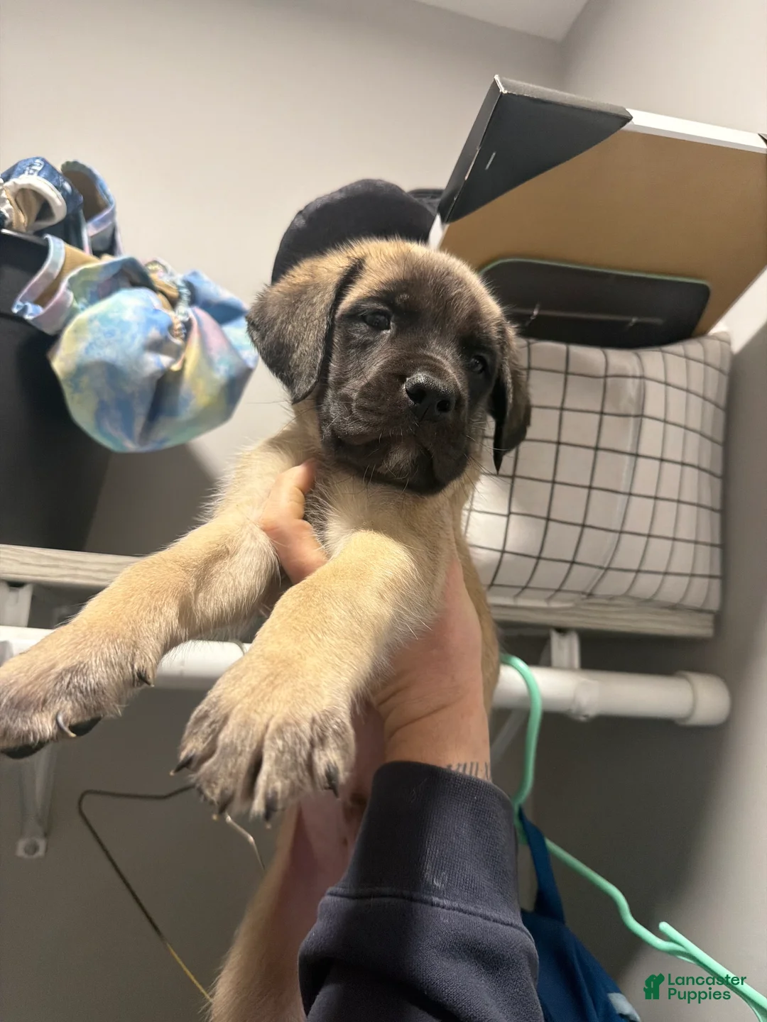 English Mastiff dogs for sale: English Mastiff Puppy 8 - Ad 1