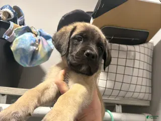 English Mastiff dogs English Mastiff Puppy 8 - Ad 26