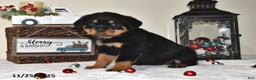 Rottweiler dogs for sale: Diana - Ad 1