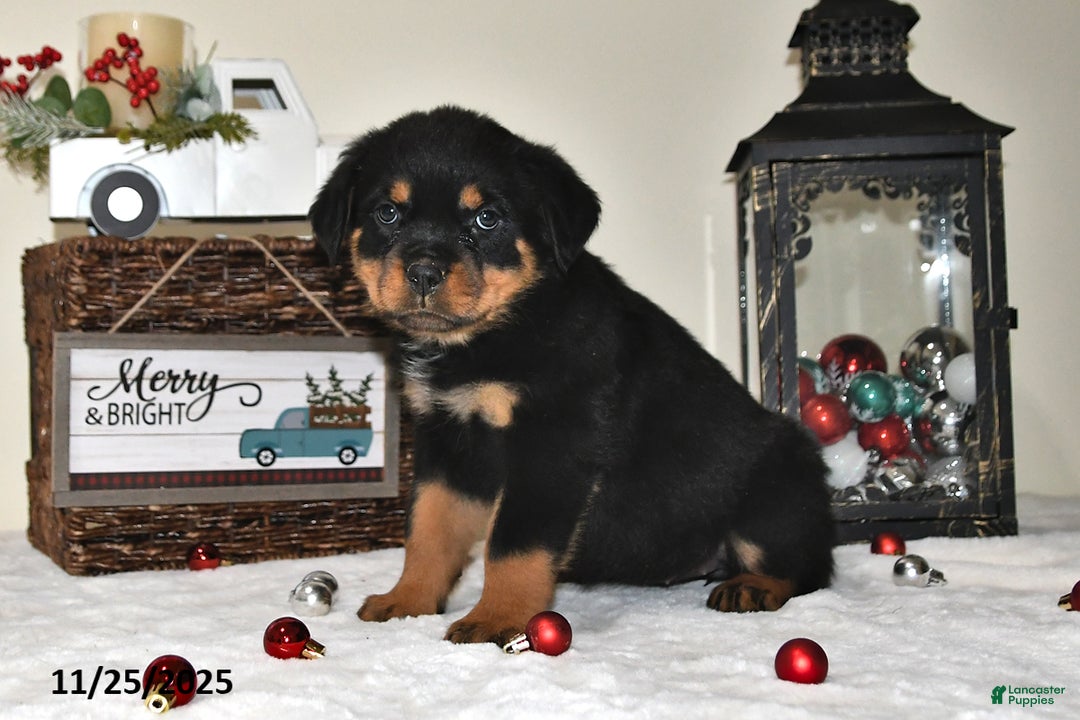 Rottweiler dogs for sale: Diana - Ad 1