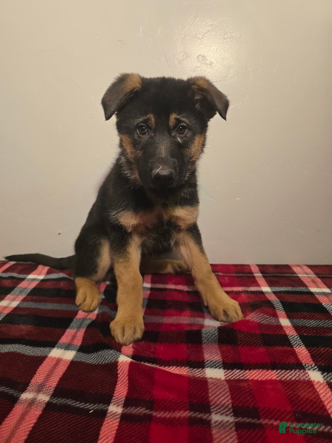 German Shepherd dogs for sale: Anika - Ad 1