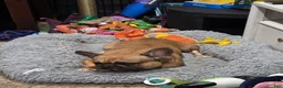French Bulldog dogs for sale: Padme Amidala  - Ad 5
