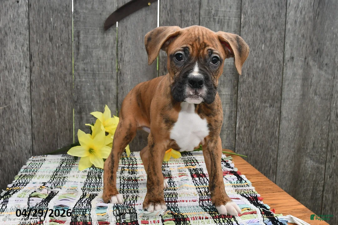 Boxer dogs for sale: Billy - Ad 1