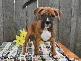 Boxer dogs for sale: Billy - Ad 3