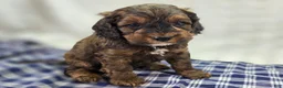 Cockapoo dogs for sale: Nebula - Ad 3