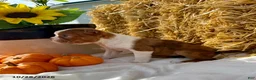 Boston Terrier dogs for sale: Winnie - Ad 4