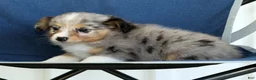 Mixed Breed dogs for sale: Connie - Ad 9