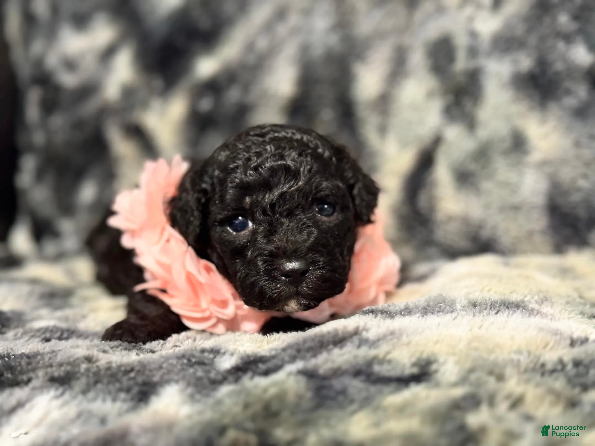 Toy Poodle dogs Piper - Ad 35
