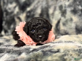 Toy Poodle dogs Piper - Ad 35