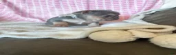 French Bulldog dogs for sale: French Bulldog 2 - Ad 1