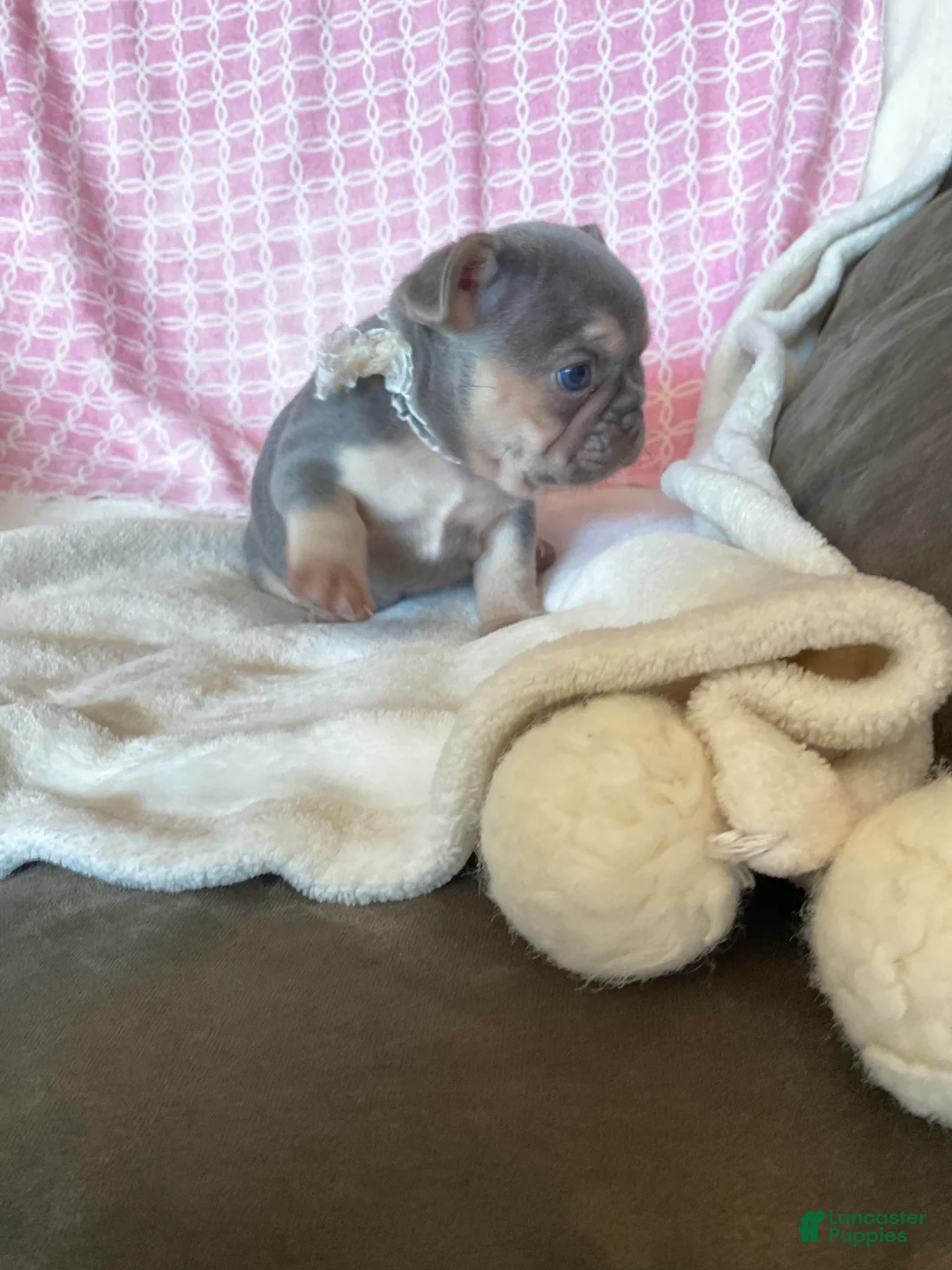 French Bulldog dogs for sale: French Bulldog 2 - Ad 1