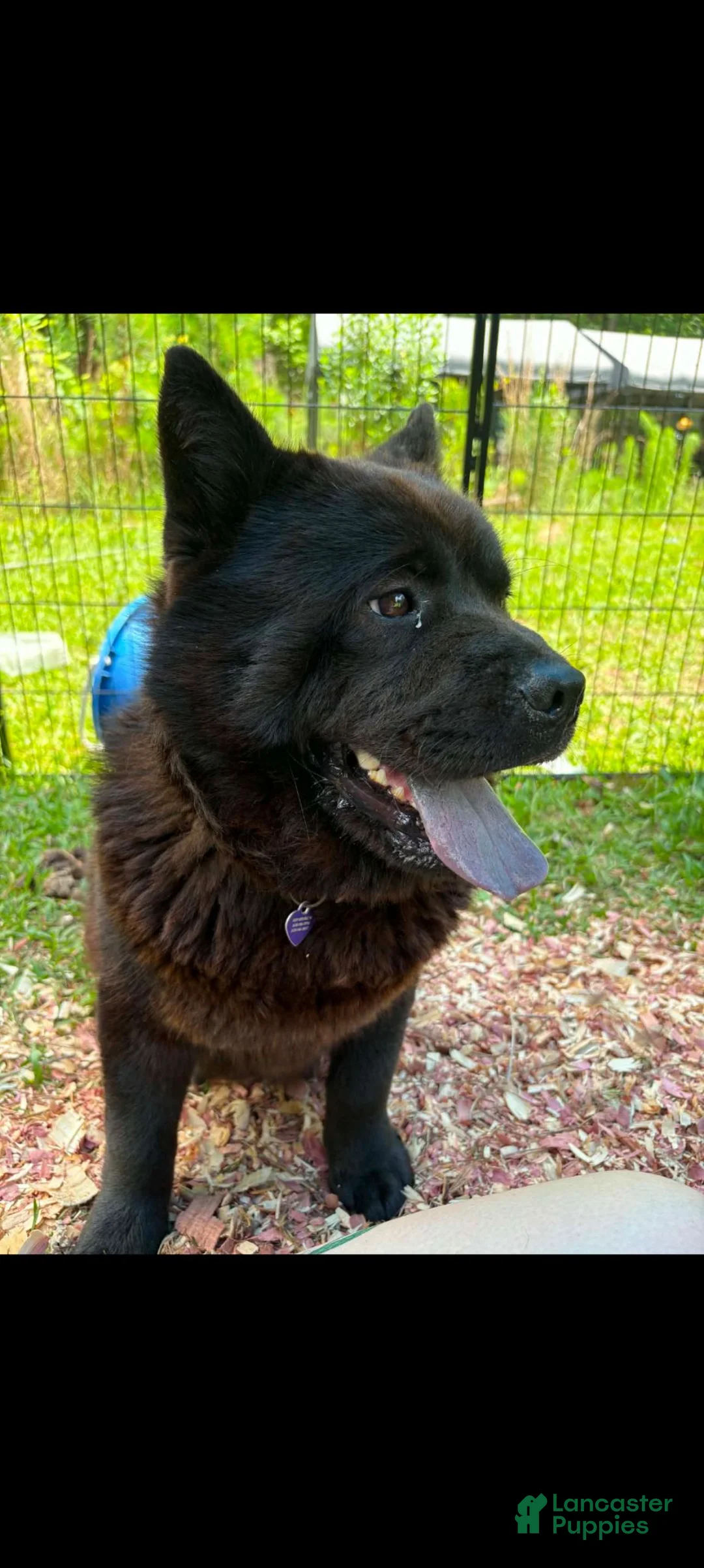 Chow Chow dogs for sale: Black Male - Ad 3