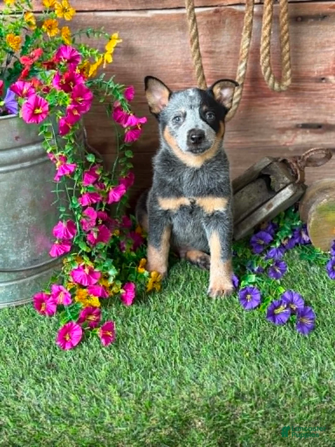Australian Cattle Dog dogs for sale: Hank - Ad 1