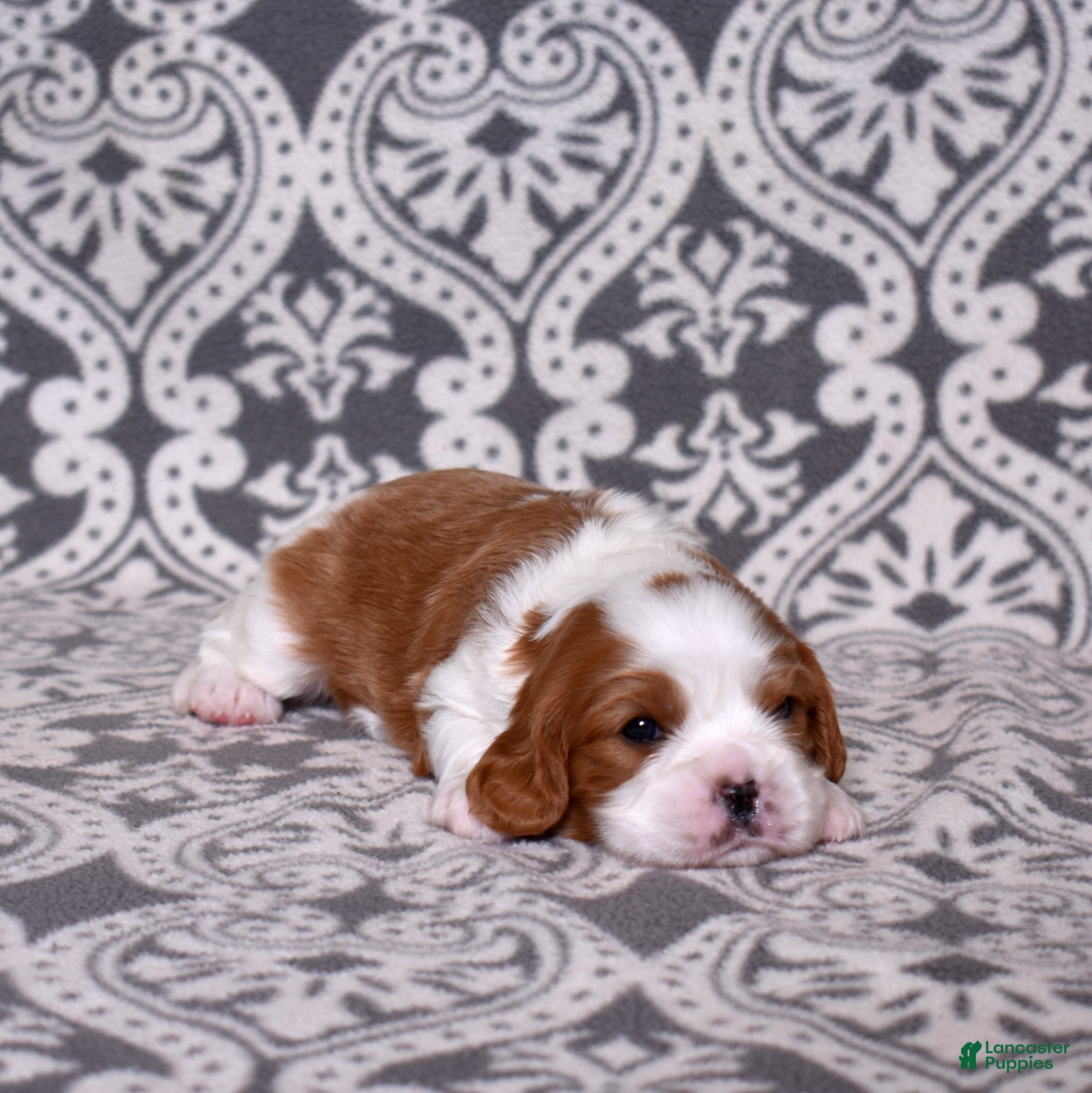 Cavalier King Charles Spaniel dogs Joseph - Ad 1
