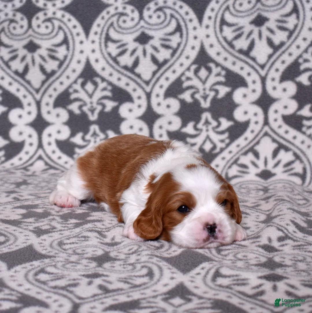 Cavalier King Charles Spaniel dogs for sale: Joseph - Ad 1