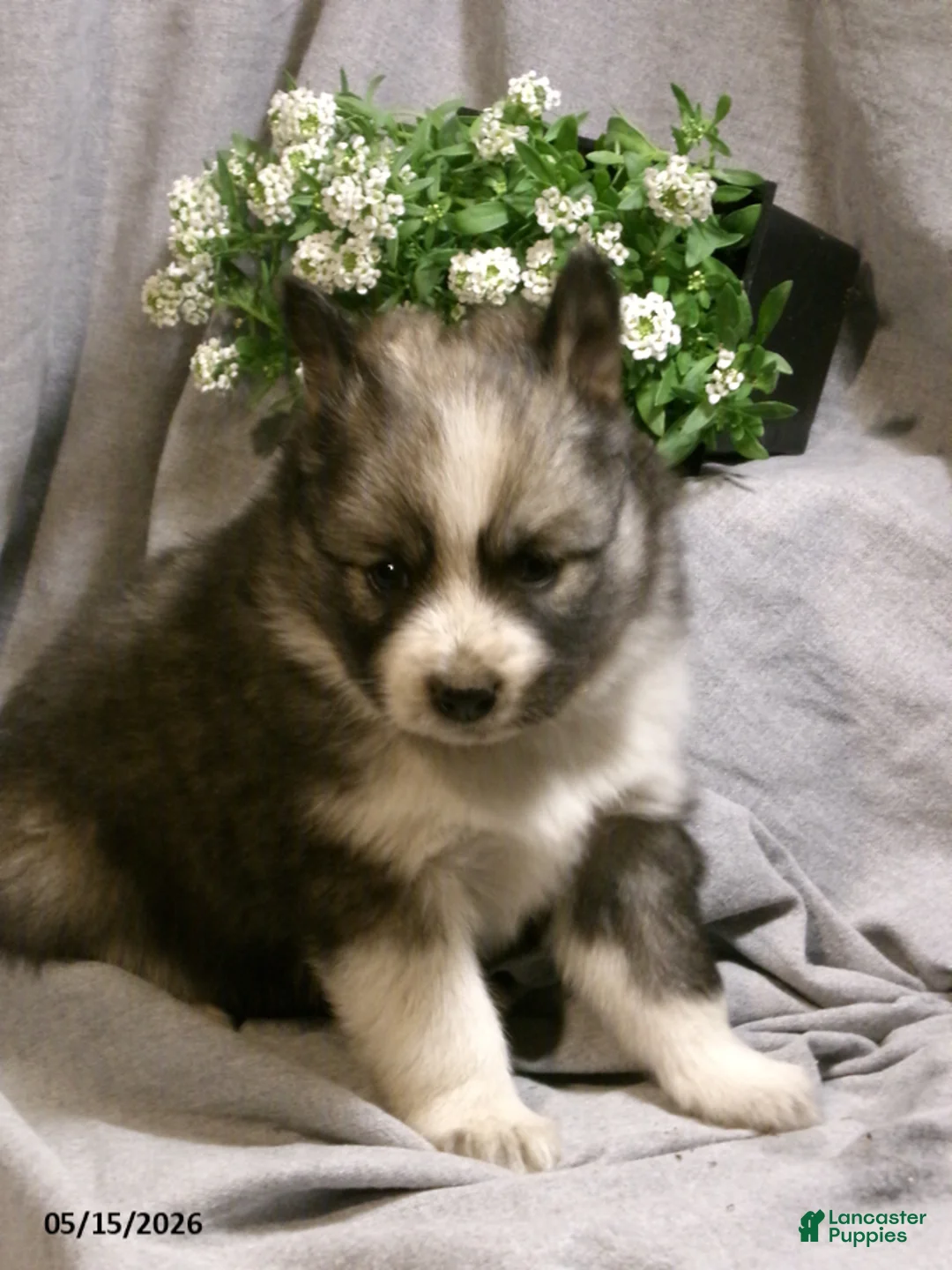 Pomsky dogs for sale: Emma - Ad 1