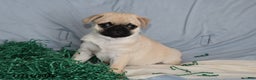 Pug dogs for sale: Elfie - Ad 2