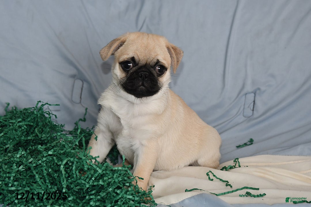 Pug dogs for sale: Elfie - Ad 2