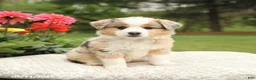 Miniature Australian Shepherd dogs for sale: Sharla - Ad 2