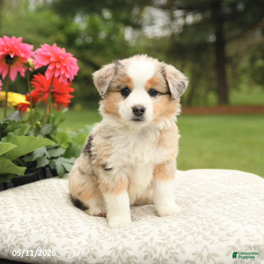 Miniature Australian Shepherd dogs for sale: Sharla - Ad 2