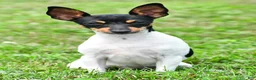 Toy Fox Terrier dogs for sale: Dakota - Ad 3