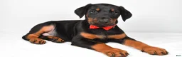 Doberman Pinscher dogs for sale: Lonnie - Ad 1
