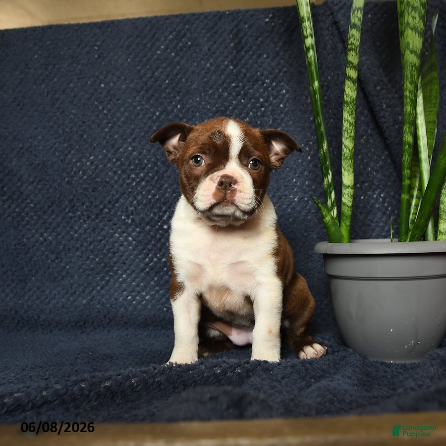 Boston Terrier dogs Falcon - Ad 1