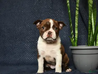 Boston Terrier dogs for sale: Falcon - Ad 4