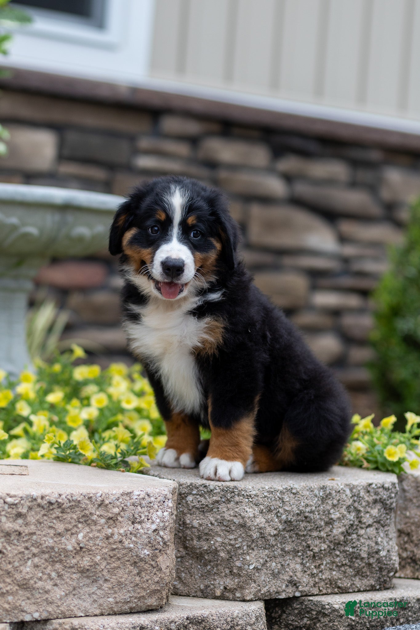 Bernese Mountain Dog dogs Reba - Ad 2