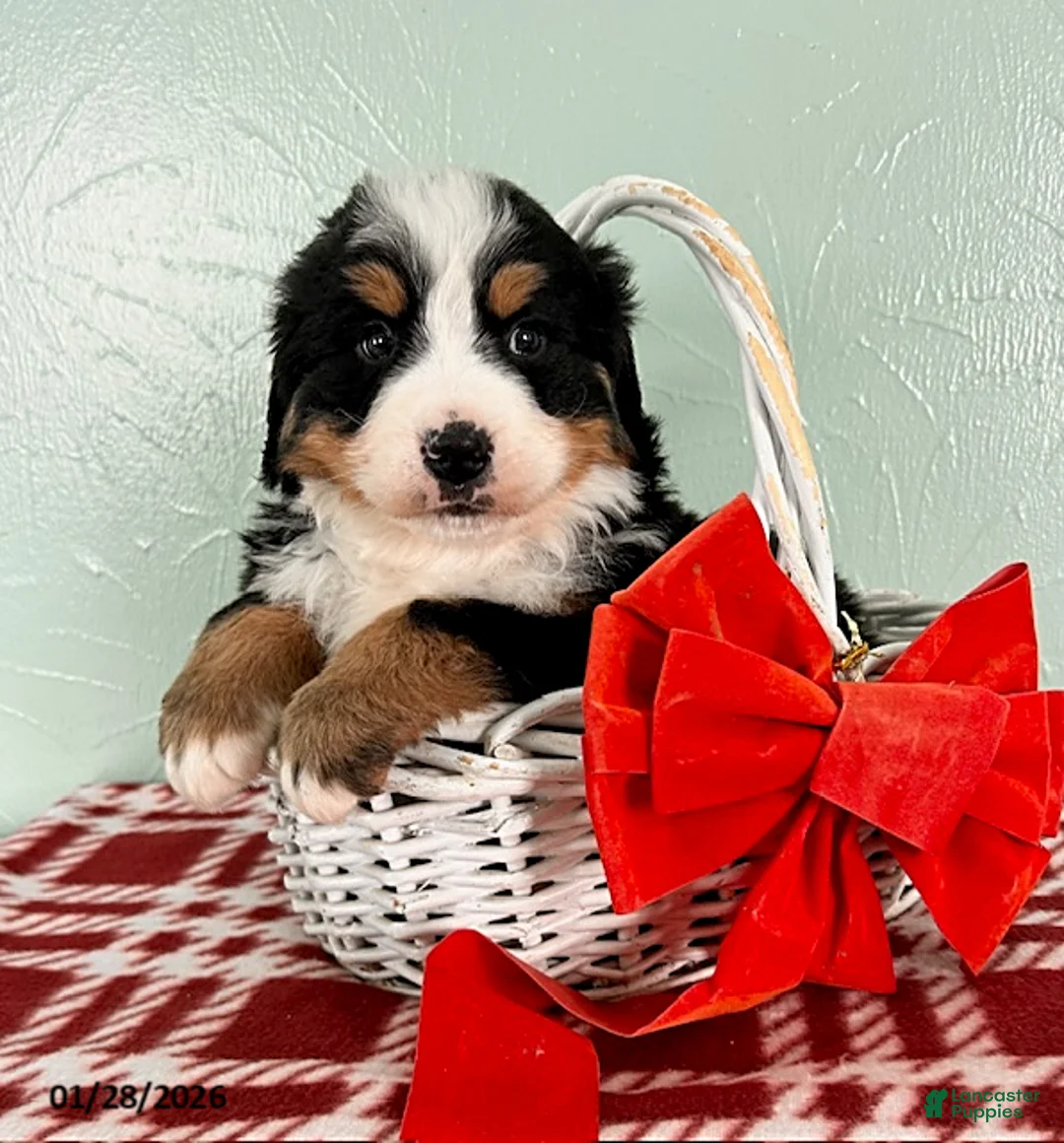 Bernese Mountain Dog dogs for sale: Samson - Ad 2