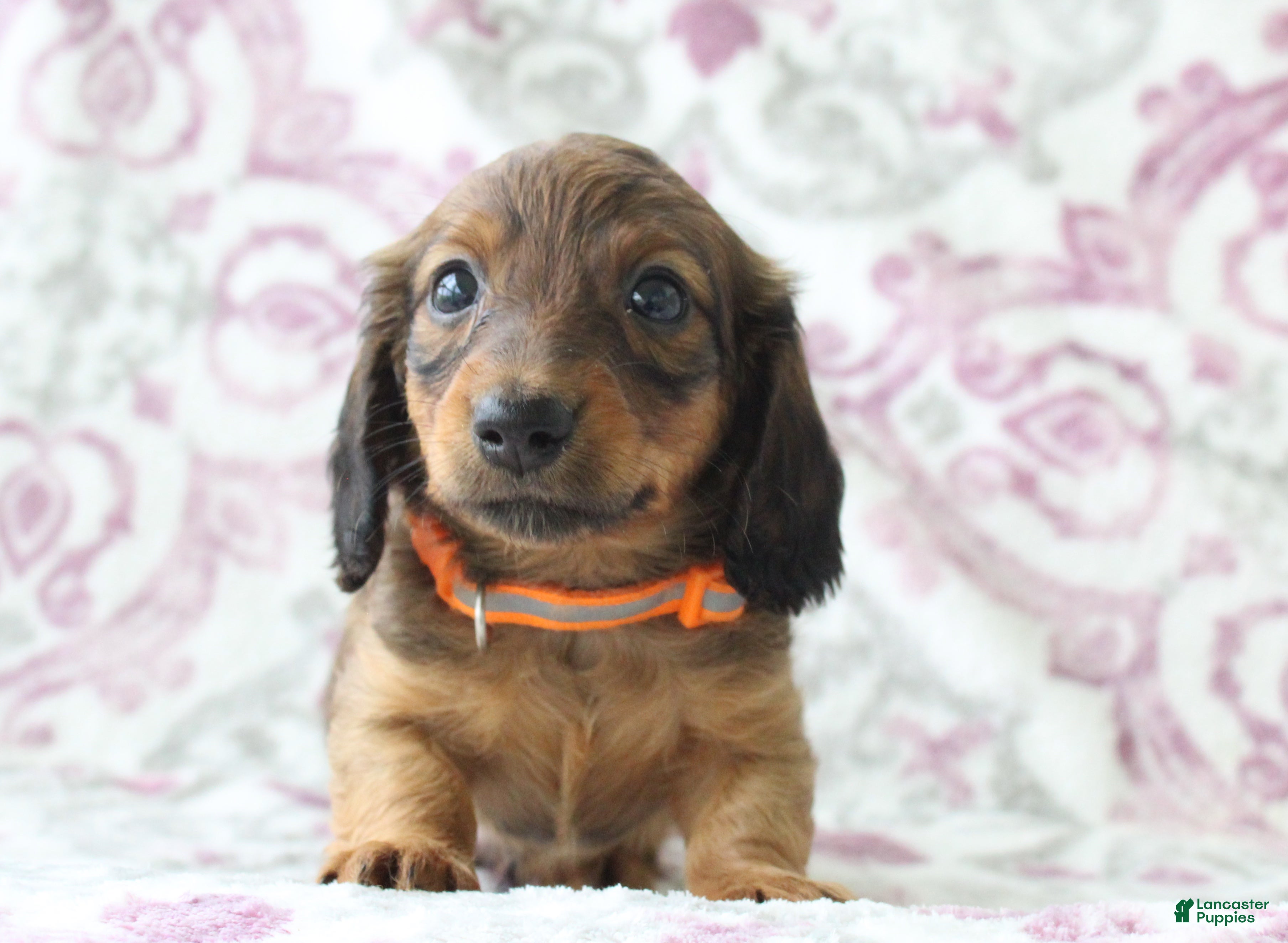 Miniature Dachshund dogs Cookie - Ad 2