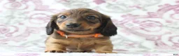 Miniature Dachshund dogs for sale: Cookie - Ad 2