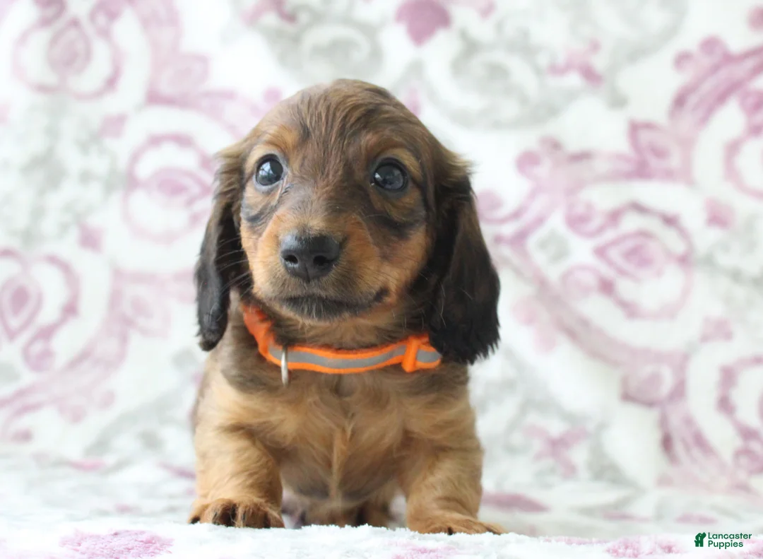 Miniature Dachshund dogs for sale: Cookie - Ad 2