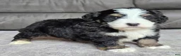 Mini Bernedoodle dogs for sale: Mini Poppy - Ad 9