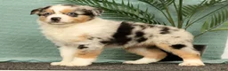 Miniature Australian Shepherd dogs for sale: Jenny - Ad 6
