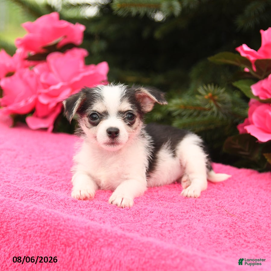 Mixed Breed dogs Tiny - Ad 2