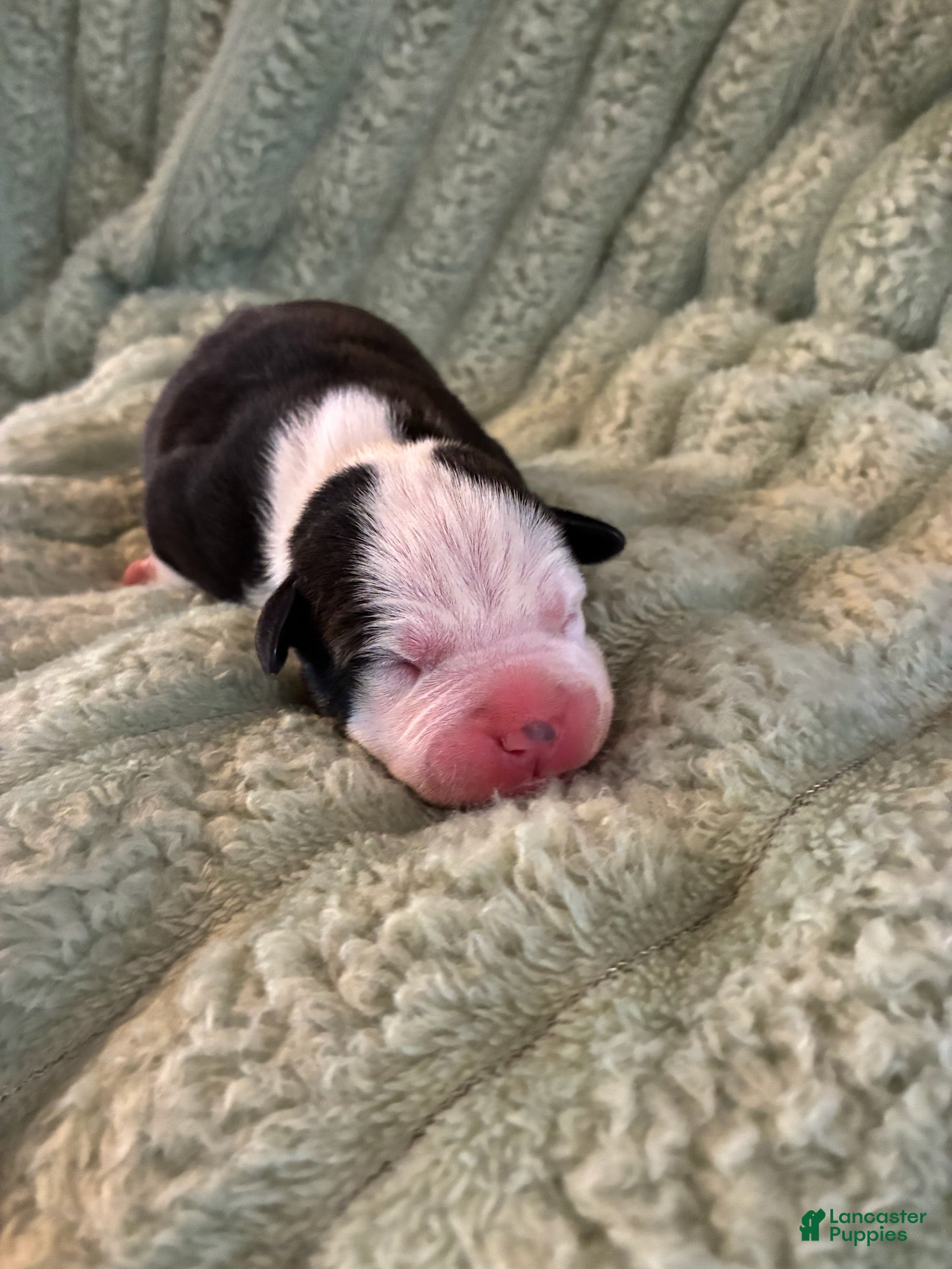 American Staffordshire Terrier dogs Boy 5 - Ad 1