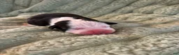 American Staffordshire Terrier dogs for sale: Boy 5 - Ad 1