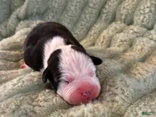 American Staffordshire Terrier dogs Boy 5 - Ad 1