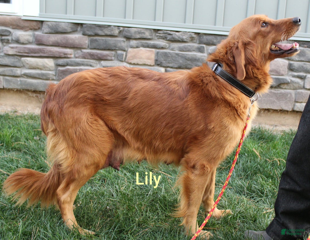 Golden Retriever dogs for sale: Golden Retriever Puppy Cameron - Ad 13